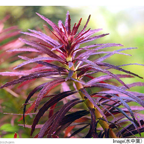 �ʿ���˥˥塼�������ץ��ȡʿ���ա˥����ݥå��ա�̵�����ˡ�1�ġ�