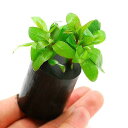 (水草)ハイグロフィラ ポリスペルマ(水上葉)ログポット付(無農薬)(1個)