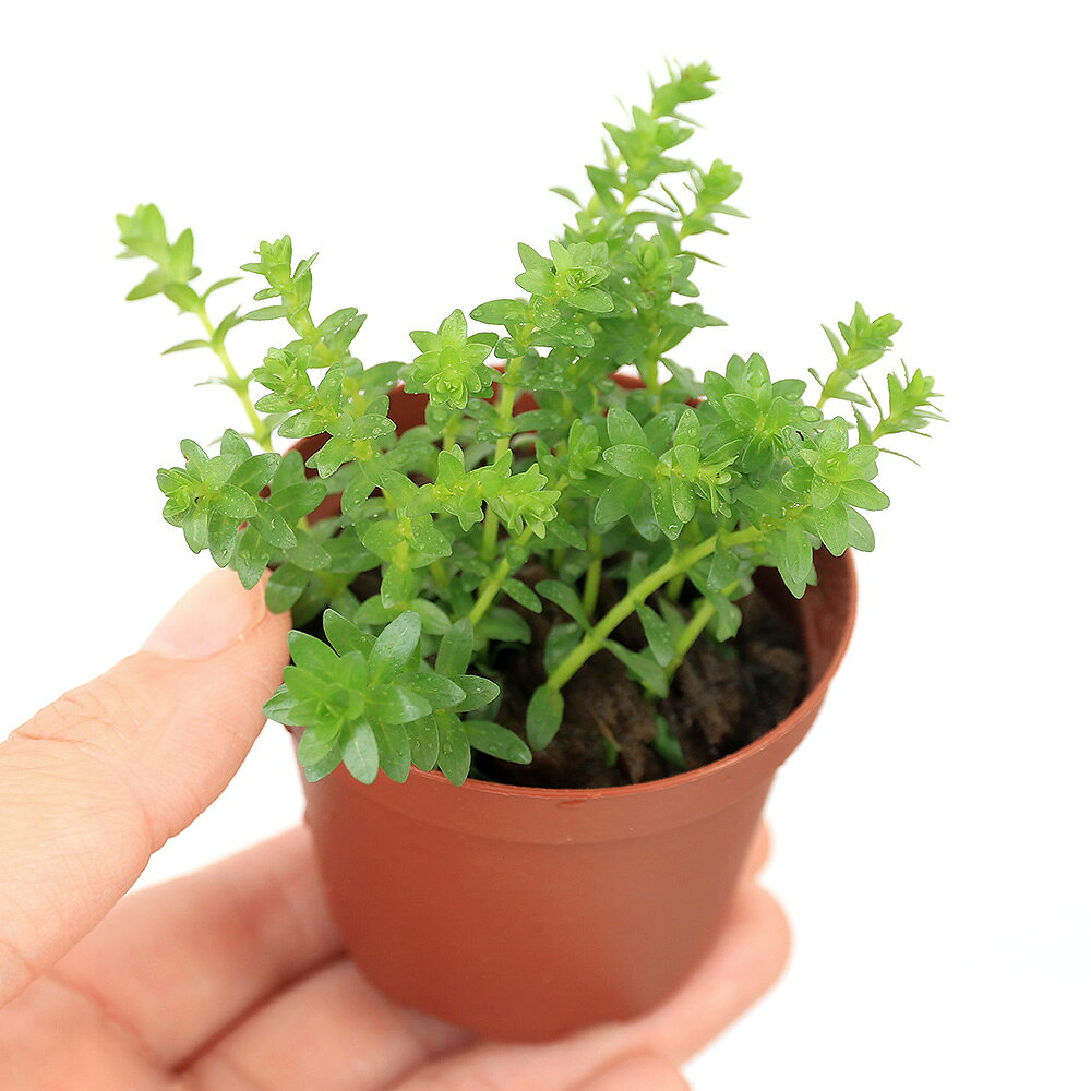 （水草）鉢植え　ロタラ　ナンセアン（水上葉）（無農薬）（1鉢）