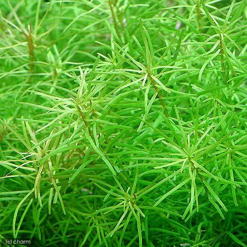 （水草）鉢植え　ロタラ　ナンセアン（水上葉）（無農薬）（1鉢）
