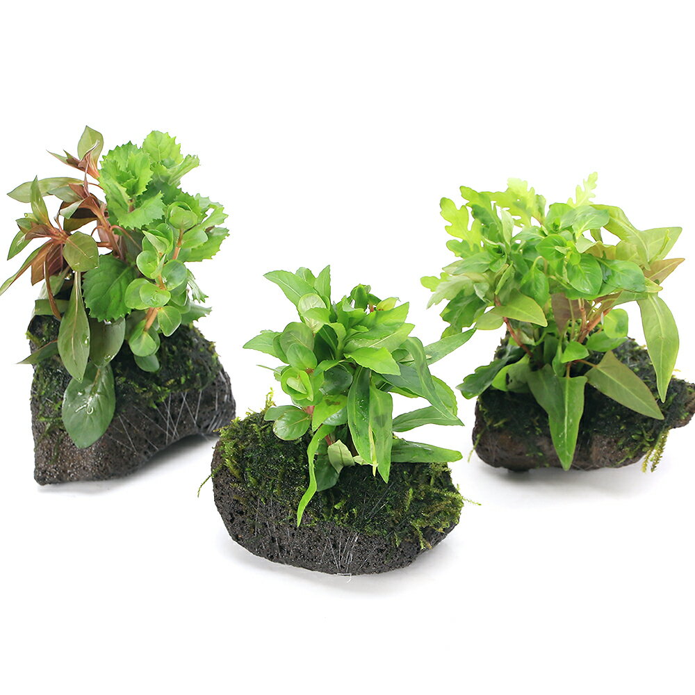 （水草）Plants　Arrangement　ザ　ボンサイ　Ver．ウィローモス（無農薬）（1個）