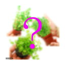 (水草)鉢植え おまかせ 水上葉セット 3種(無農薬)(3鉢)