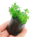 (水草)アンブリア ログポット付(水上葉)(無農薬)(1個)