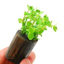 (水草)ドルマリアコルダータ(水上葉)ログポット付(無農薬)(1個)