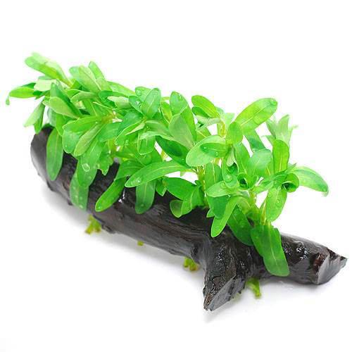 （水草）ルドウィジア　インクリナータ　グリーン　流木付　Sサイズ（水上葉）（無農薬）（1本）（約15..