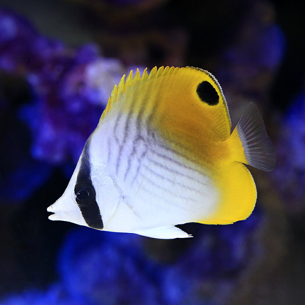 （海水魚）沖縄産　トゲチョウチョウウオ　Sサイズ（1匹）