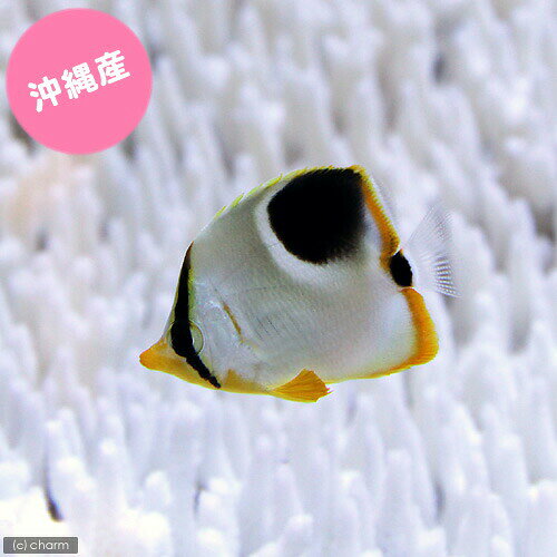 （海水魚）沖縄産　セグロチョウチョウウオ　Sサイズ（1匹）