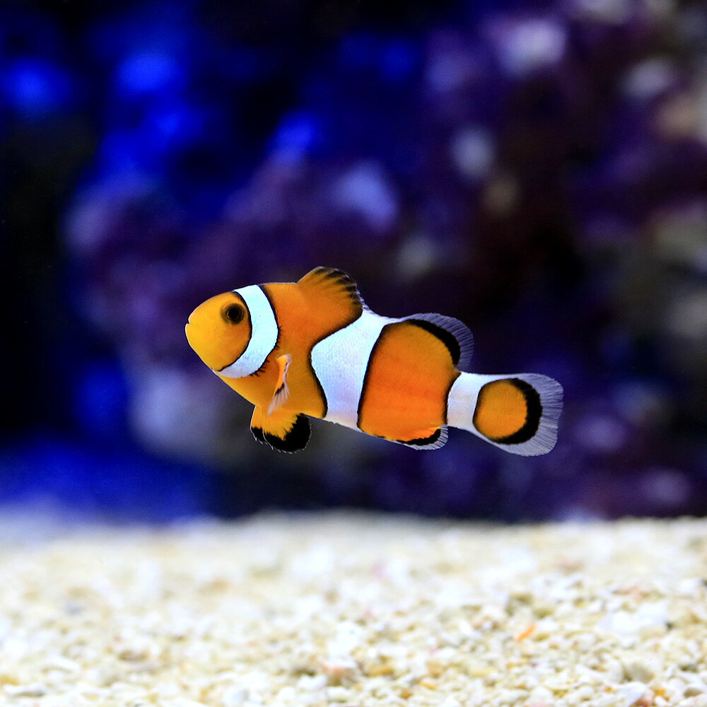 （海水魚）沖縄産　カクレクマノミ　Sサイズ（ワイルド）（1匹）