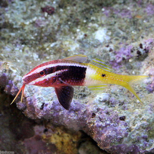 （海水魚）インドヒメジ（1匹）