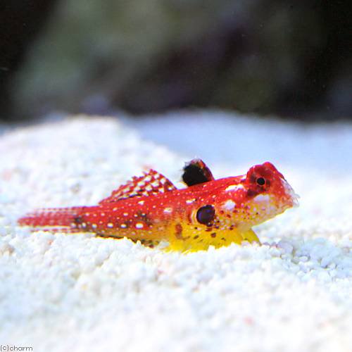 （海水魚）ルビーレッドドラゴネット　メス（1匹）