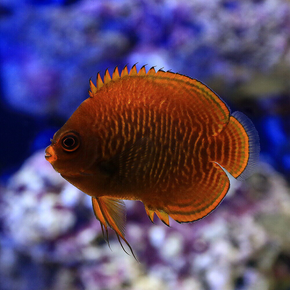 （海水魚）ヤッコ　ゴールデンエンゼル（1匹）