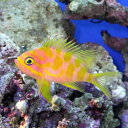 (海水魚)マダラハナダイ Mサイズ(1匹) 北海道航空便要保温