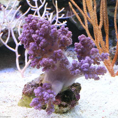 （サンゴ）沖縄産　スジチヂミトサカ　ライトパープル　Mサイズ（1個）　y−78　北海道・九州航空便要保温