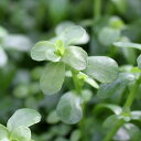 （水草）バコパ　モンニエリ（水上葉）（無農薬）（10本）