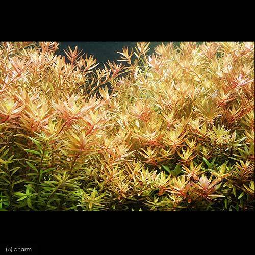 （水草）鉢植え　ロタラ　ロトンディフォリア（水上葉）（無農薬）（1鉢）
