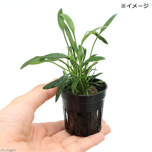 （水草）クリプトコリネ　ルーケンス（1ポット分）
