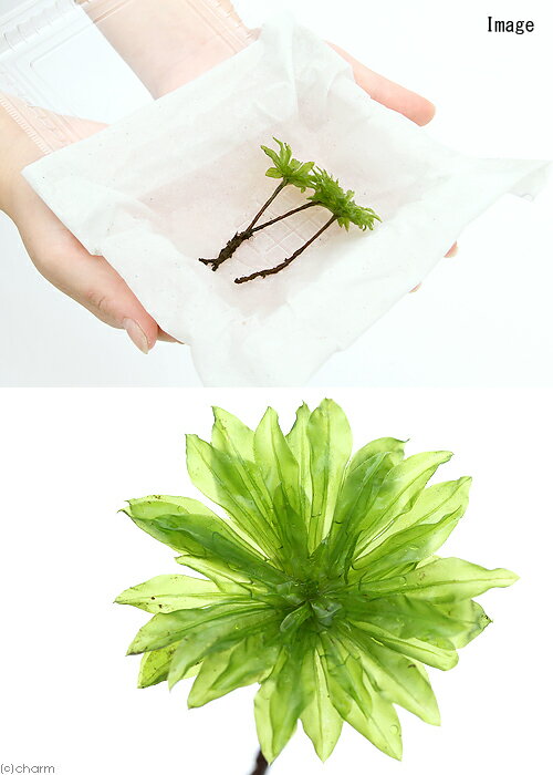 �ʥƥ�ꥦ����ݡ���������������̵�����ˡ�2����