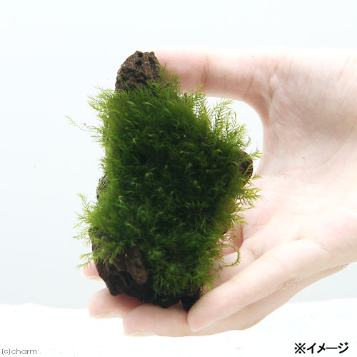 （水草）★育成済★　ウォーターフェザー　流木　SSサイズ（約10cm）（無農薬）（1本）