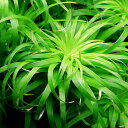 (水草)トニナsp.ベレン産(水中葉)(無農薬)(3本)