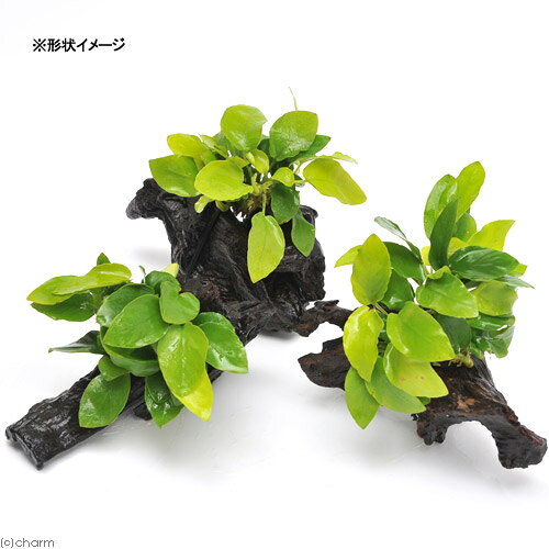 （水草）アヌビアスナナ　ゴールデン　流木　Sサイズ（水上葉）（1本）（約15cm）