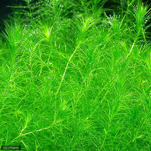 （水草）ラガロシフォン　マダガスカリエンシス（無農薬）（20本）