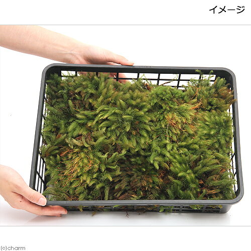 charm 3980 楽天市場店の（観葉植物）テラリウム　苔　半トレー　ヒノキゴケ　トレー1枚分　36×27cm｜アングル2