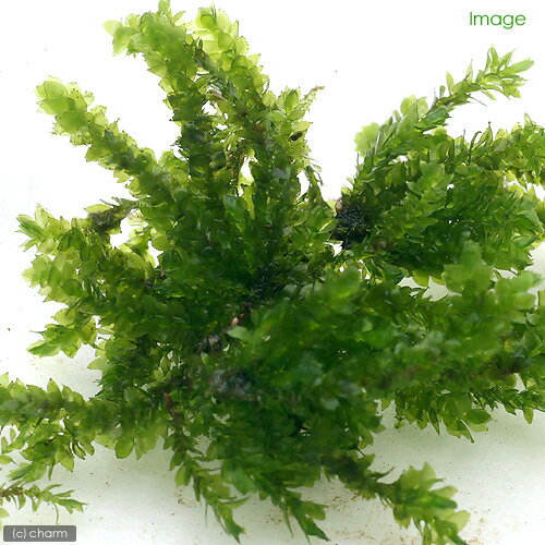 （水草）ツガゴケ（水中葉）（無農薬）（1パック分）