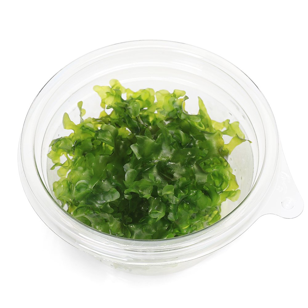 （水草）モスファン（無農薬）（1カップ）