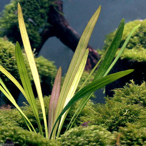 �ʿ���˥����Υɥ륹����ʡ��饿���ءʿ����աˡ�̵�����ˡ�1����