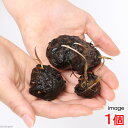 (水草)(新芽あり)タイニムファ 球根(無農薬)(1個)