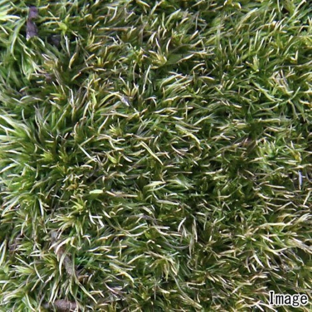 �ʥƥ�ꥦ����ݡ���ޥ����ʥۥ��Х����ʥ���������ϥ��饬�����ˡ�1�ѥå�ʬ