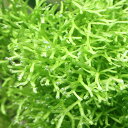 (水草)カメルーンリシア(水中葉)(無農薬)(1パック)