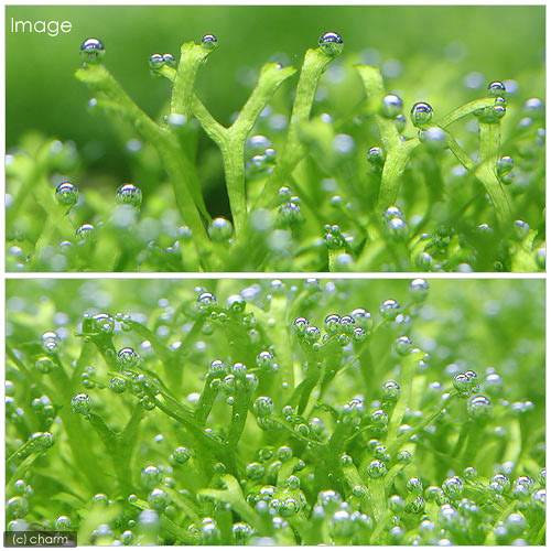 （水草）カメルーンリシア（水中葉）（無農薬）（1パック）