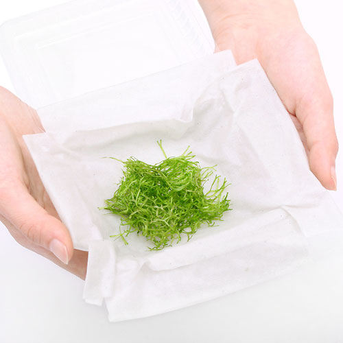 （水草）カメルーンリシア（水中葉）（無農薬）（1パック）
