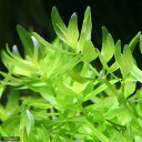(水草)ミゾハコベsp.ラトナギリ(水中葉)(無農薬)(3本)