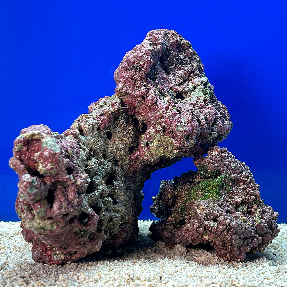 （海水魚）一点物　ライブロック（LLサイズ）　LR−3748（1セット）