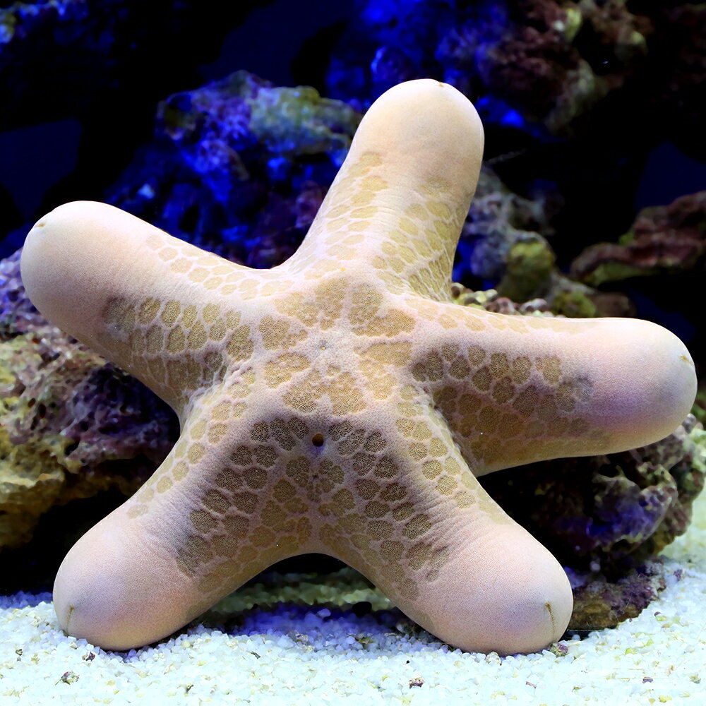 （海水魚）一点物　ヒトデ　カワテブクロ　LLサイズ（1匹）
