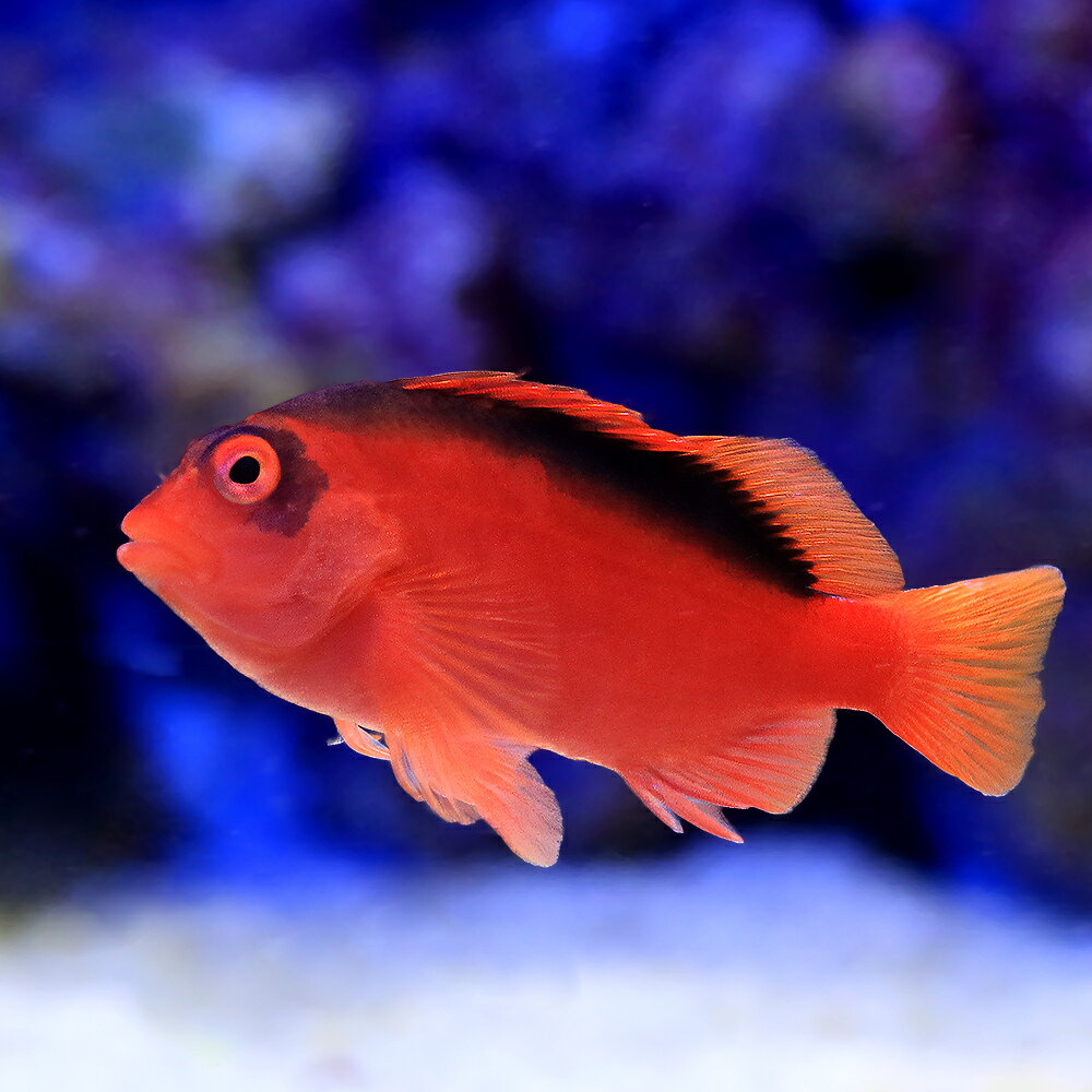 （海水魚）一点物　ベニゴンベ　MF−6049（1匹）