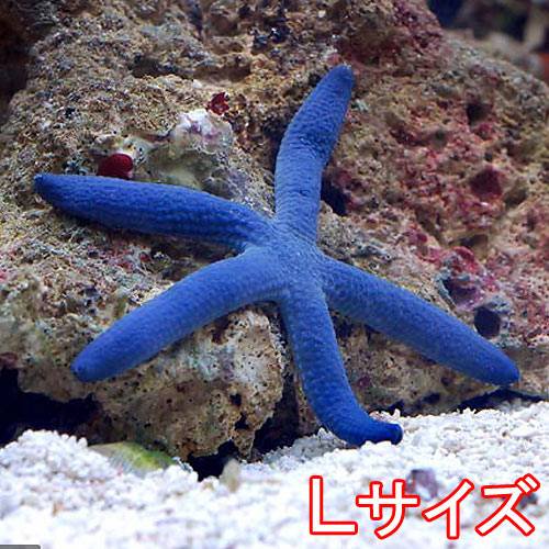 （海水魚）ヒトデ　アオヒトデ　Lサイズ（1匹）
