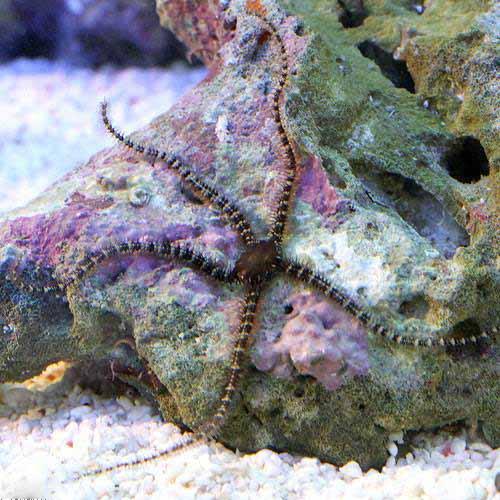 （海水魚）ヒトデ　クモヒトデ　ミックス（1匹）　北海道・九州航空便要保温