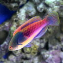 (海水魚)クロヘリイトヒキベラ(1匹)