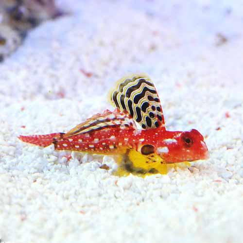 （海水魚）ルビーレッドドラゴネット　オス（1匹）
