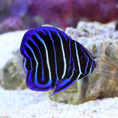 （海水魚）ヤッコ　アデヤッコ　幼魚　Sサイズ（1匹）