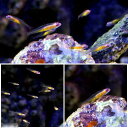 (海水魚)沖縄産 アカメハゼ(1匹)