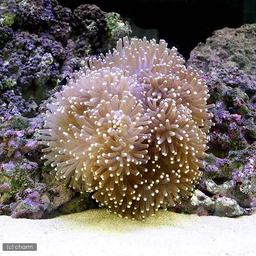 （海水魚）スリランカ産　センジュイソギンチャク　ミックスカラー　Mサイズ（1匹）無脊椎動物　北海道..