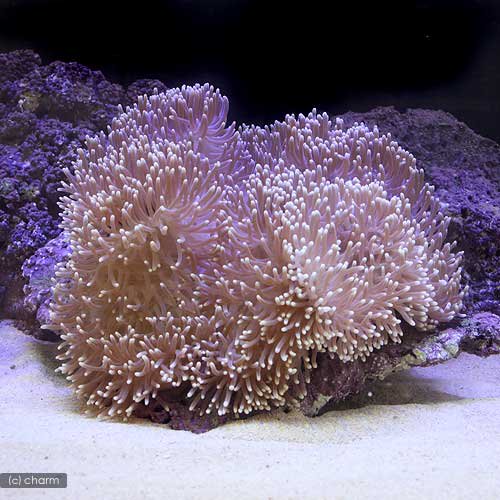 （海水魚）スリランカ産　センジュイソギンチャク　ミックスカラー　Lサイズ（1匹）無脊椎動物　北海道..