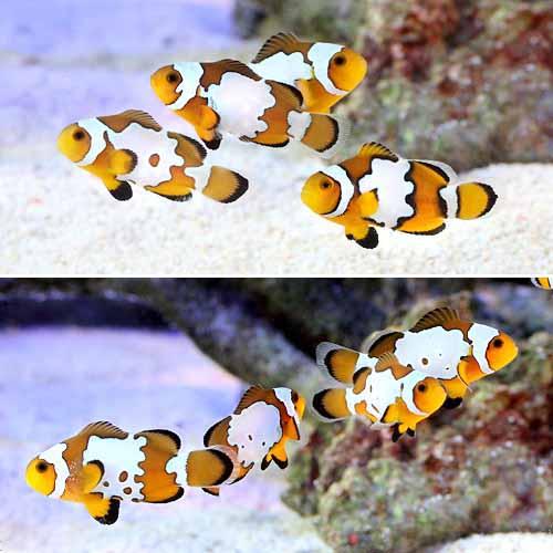 （海水魚）スノーフレークオセラリス（ブリード）（1匹） 北海道・九州航空便要保温