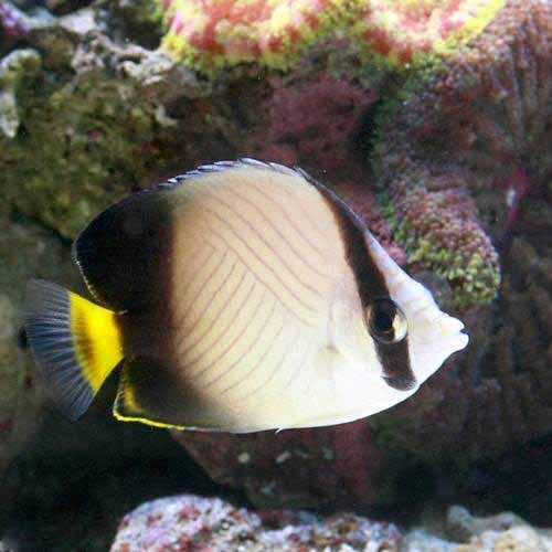 Butterfly Fish - （海水魚）インドフウライチョウチョウウオ　Mサイズ（1匹）　北海道・九州航空便要保温