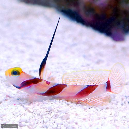 （海水魚）ヒレナガネジリンボウ　Mサイズ（1匹）　北海道・九州航空便要保温
