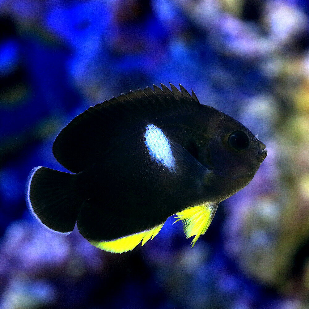 （海水魚）ヤッコ　キーホールエンゼル（1匹）